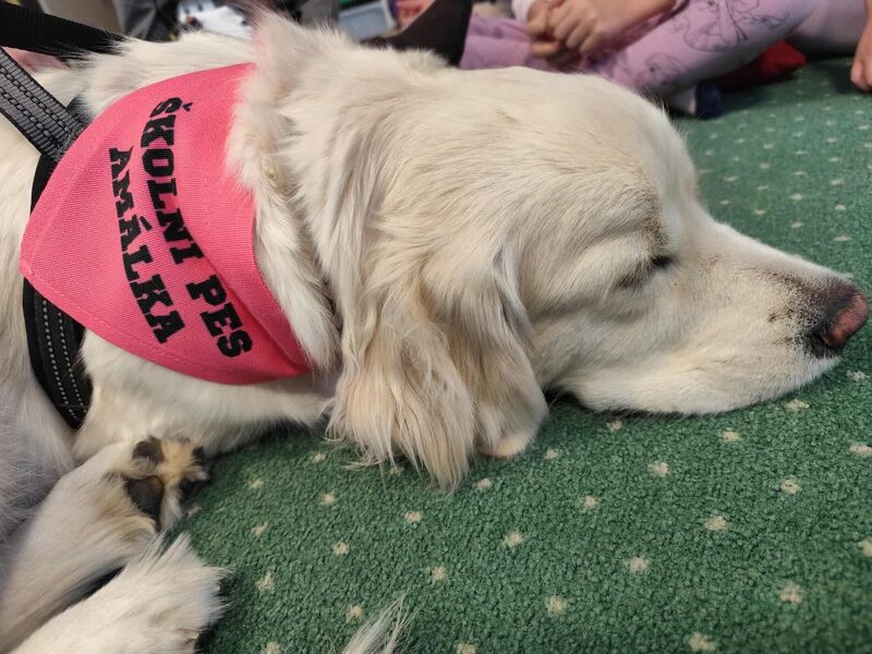 Školní pes Amálka – když jdou děti do školy s úsměvem